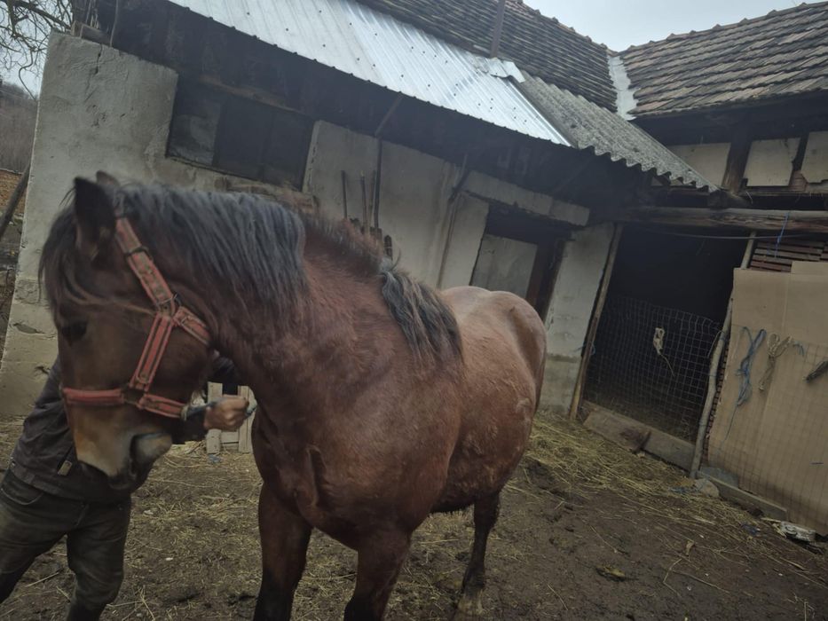 De vânzare  un cal..