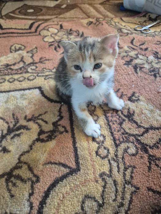 Девочка кошечка, 1месяц