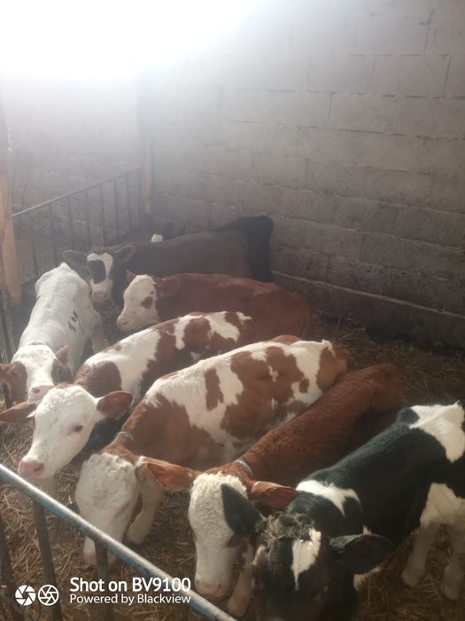 Vând 7 viței de lapte