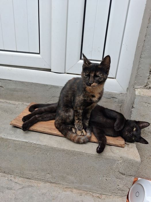 Спешно търсят дом