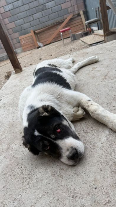 Продается тобет (сука)