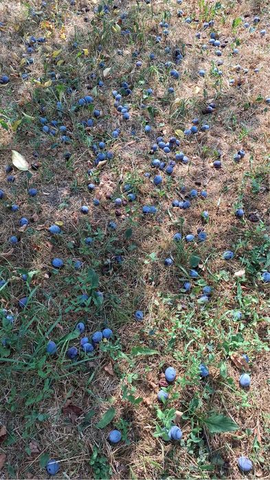 Vand prune culese