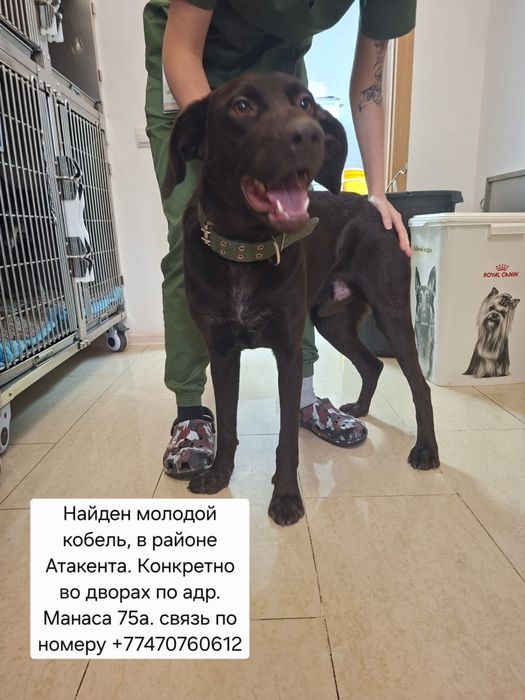 Найдена собака.