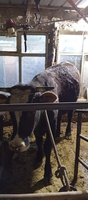 Сатылады 2 бука 1 сыир