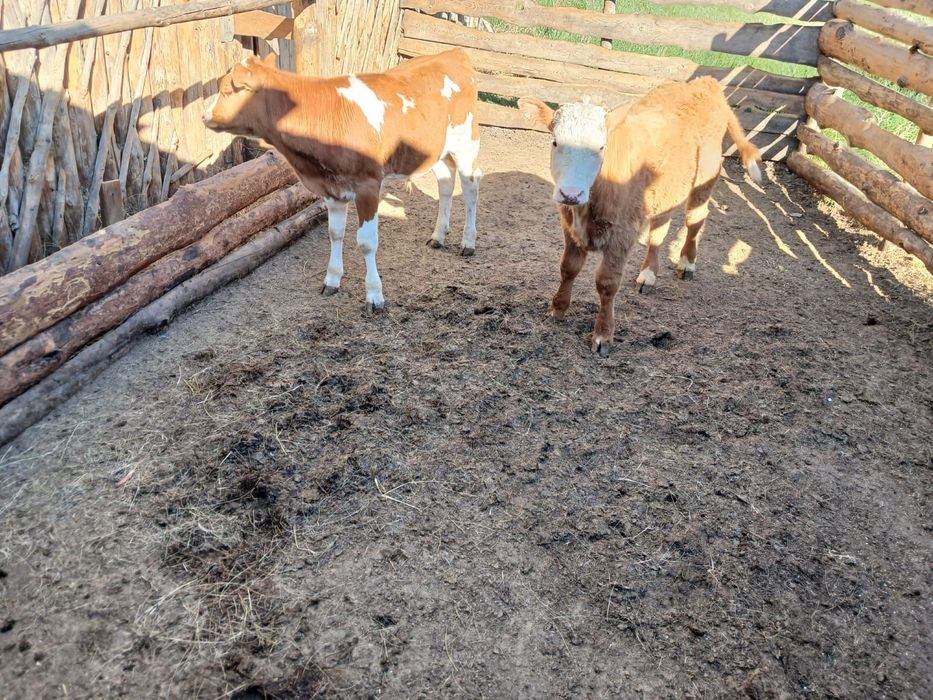 Продам двух бычков
