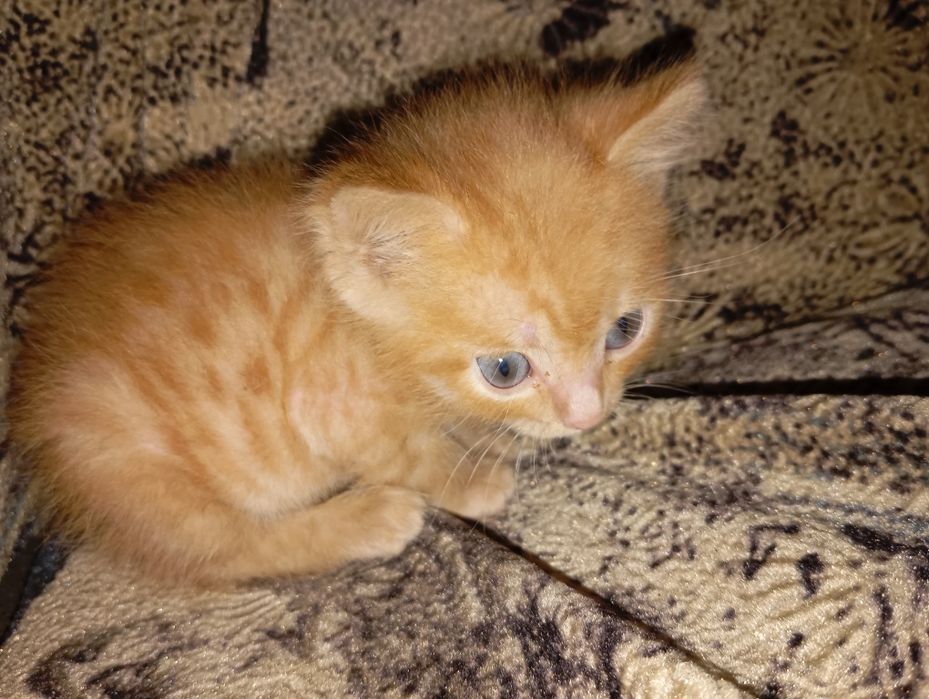 Хорошенький котенок ищет дом.