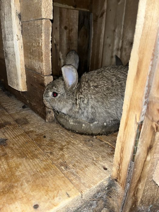 Продается кролики