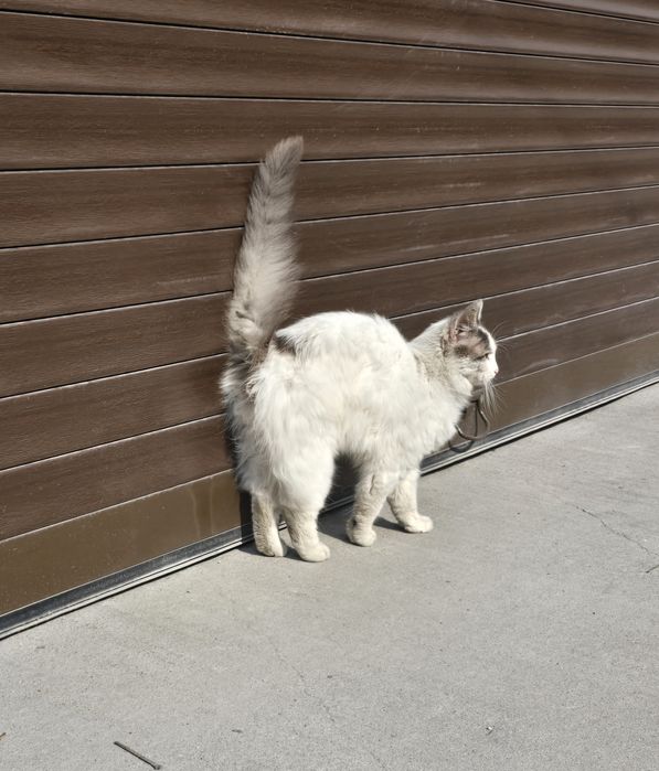 Коте търси дом/ Осинови коте