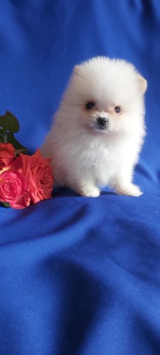 Шпицы кремовые готовы к переезду