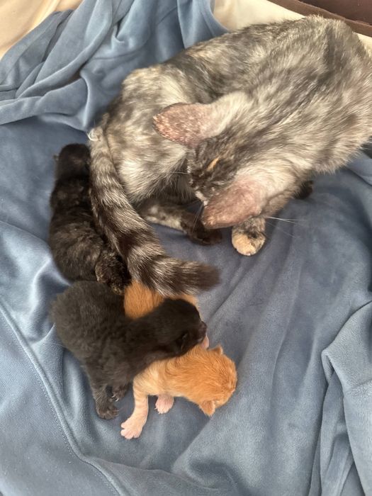 Кошка и 3 маленьких котят