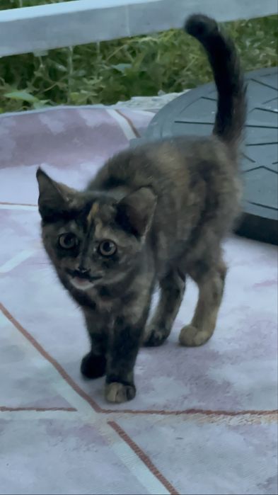 Котенок «Пушок».
