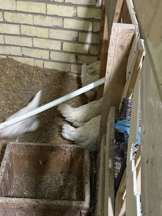 Loman sendi oq horoz tovuqlar sotiladi 10 ta