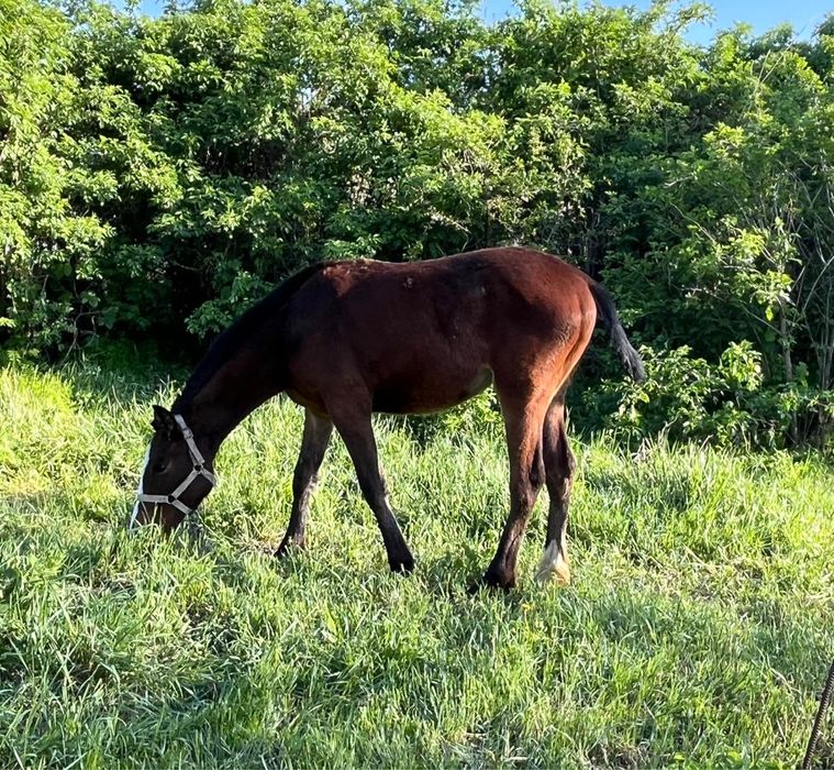Англо араб тай.