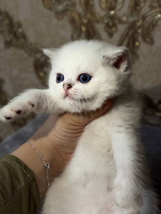 Соткада британчалар