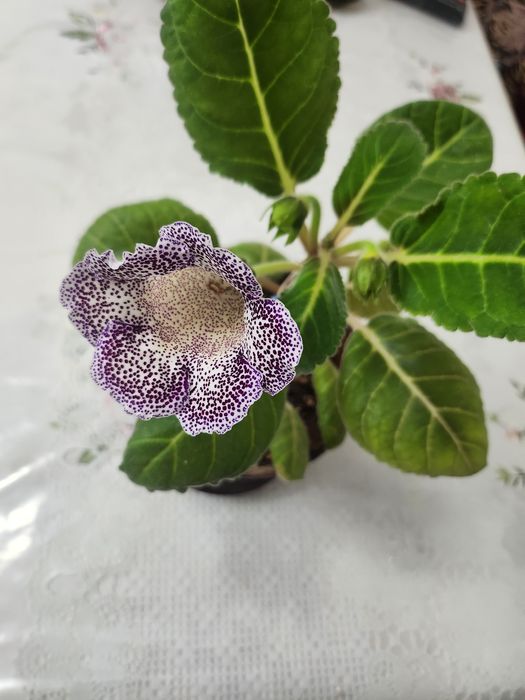 Глаксиния комнатный цветок