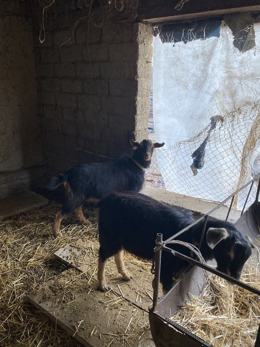 Теке лақ сатылады