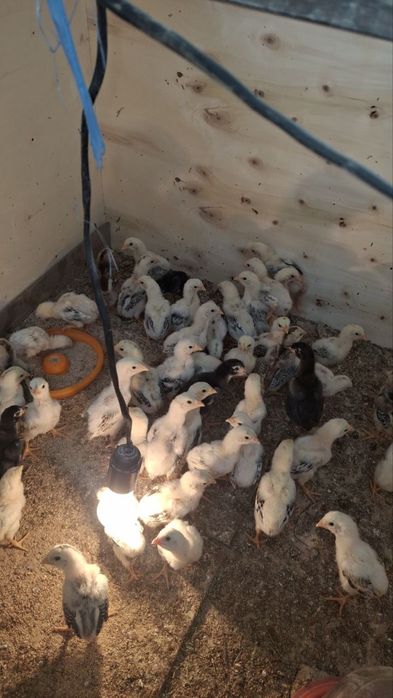 Шамо+Корея жужалари Сотилади 1 ойлик