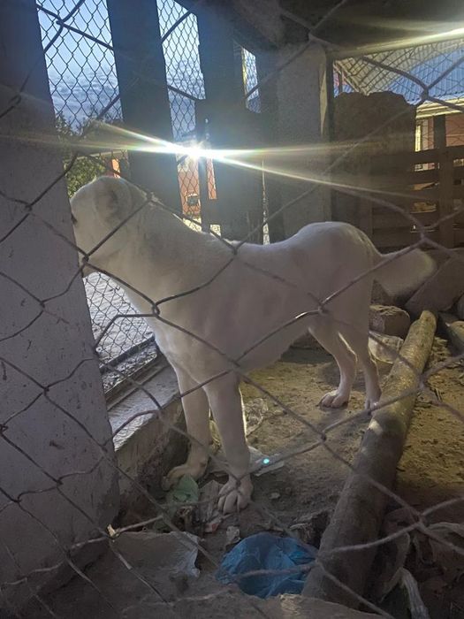 Пародия-Алабаи-жасы-2.5