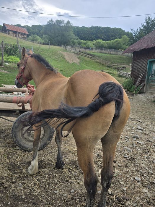 Vand o manza de 3 ani