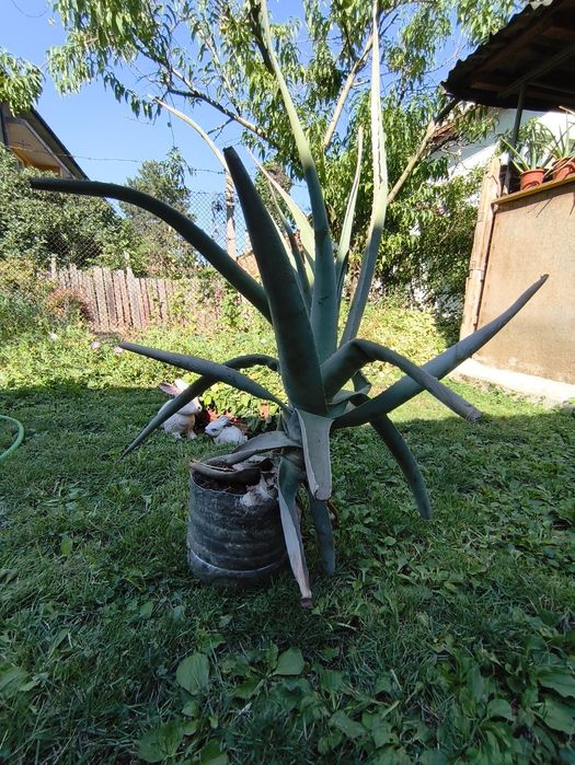 Лечебно Алое вера