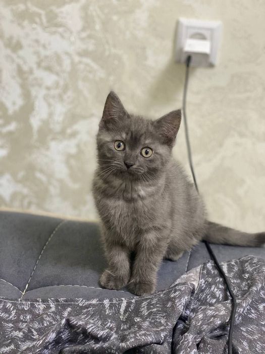 Скотиш Страйт зотдор мушукчалари сотилади