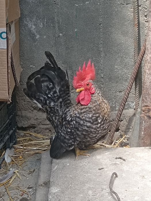 Cocoș Chabo Barat
