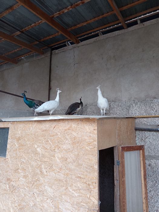 Продам павлинов самцы и самки!