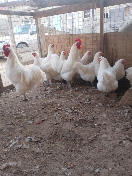 Белый окрас Австролорп читайте описания