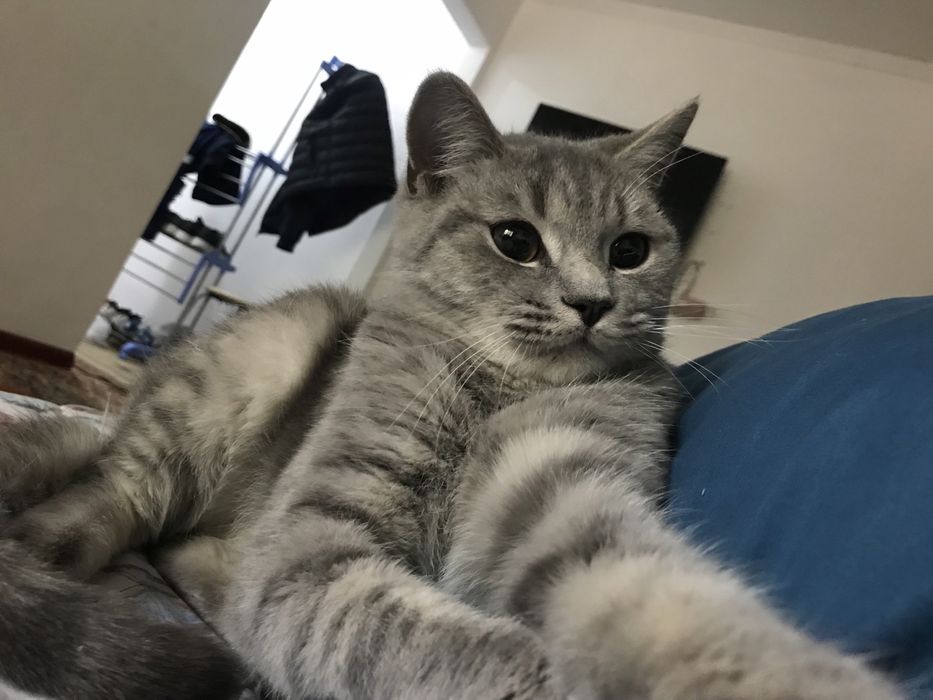 кот приносящий удачи