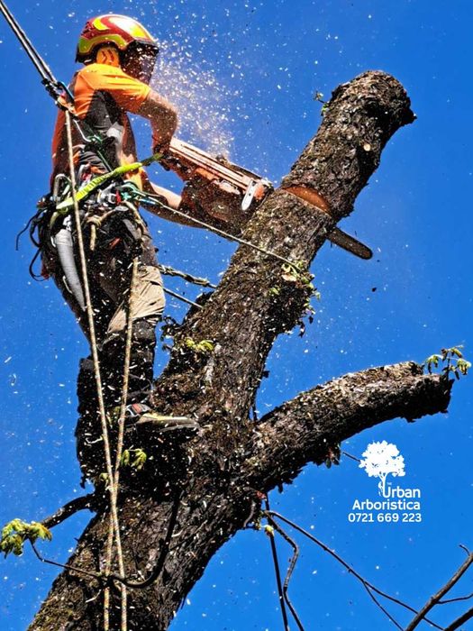 Toaletare Taiere Copaci Pomi - Servicii București Toate Sectoarele