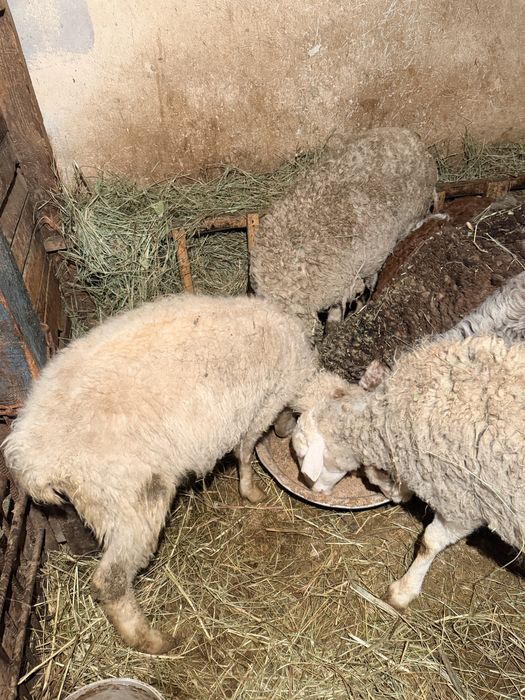 Бараны , Кой , матки с ягнатами