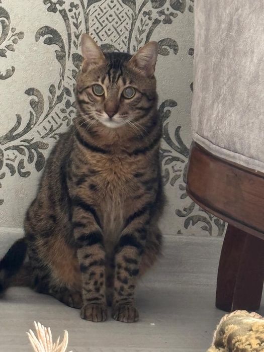 Отдам в добрые руки Бенгала