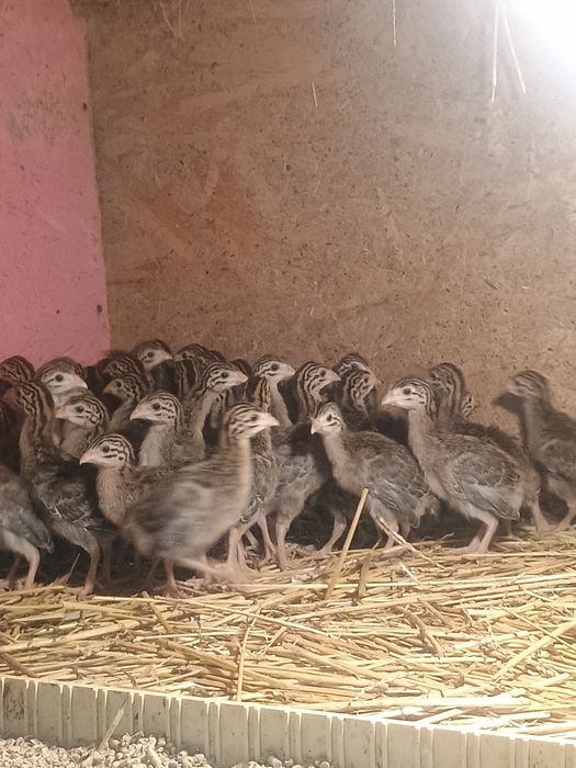 Pui kabir și bibilici