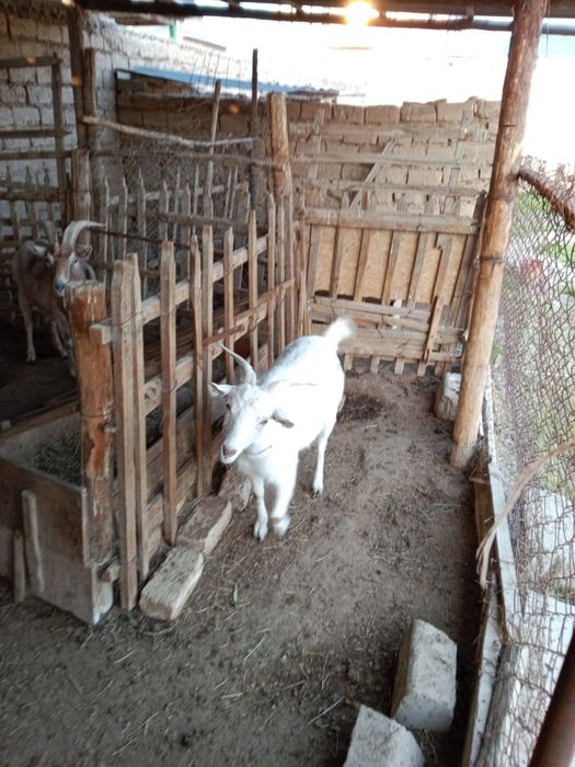 Сауын ешкі, занен, ешкы