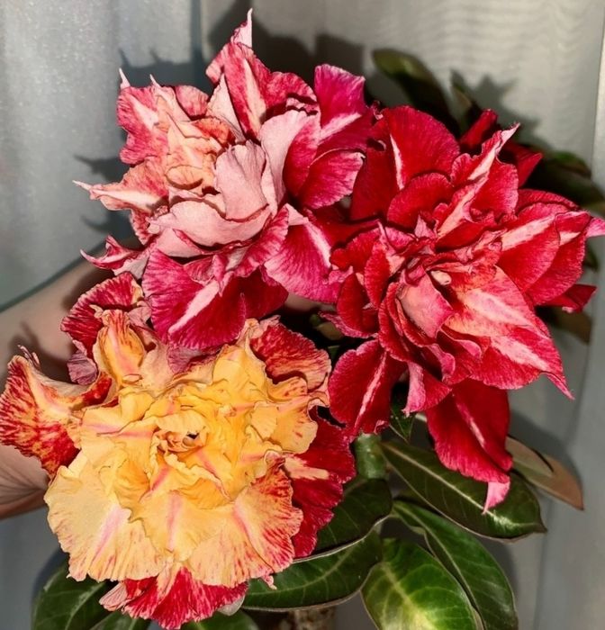 Махровые Адениумы разных сортов
