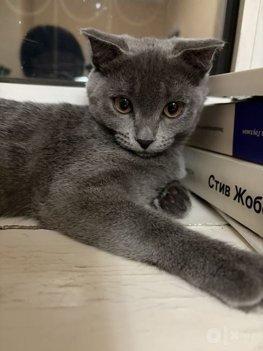 Продаётся котёнок скоттиш фолд.