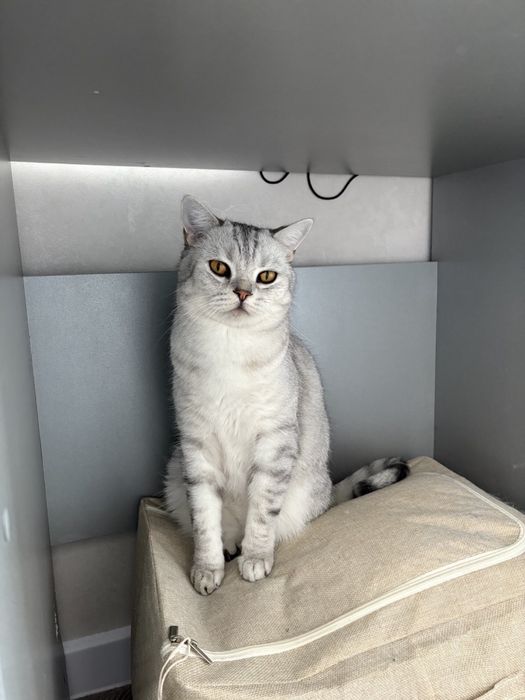 Отдам кота шотландца в хорошие руки