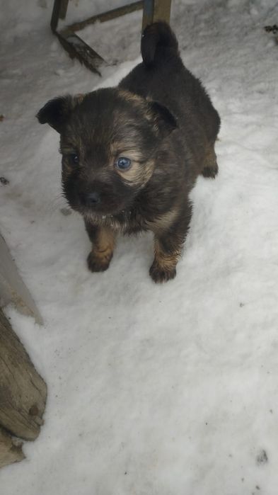 Отдам даром щенят.