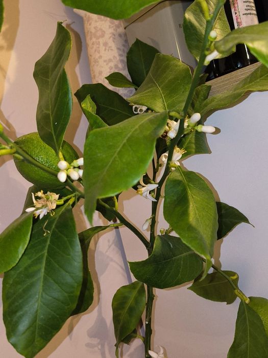 Лимон и грепфрут, мандарина лимонови дървета студоустойчиви даващи пло