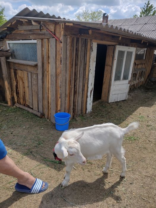 Țap de vânzare sanner