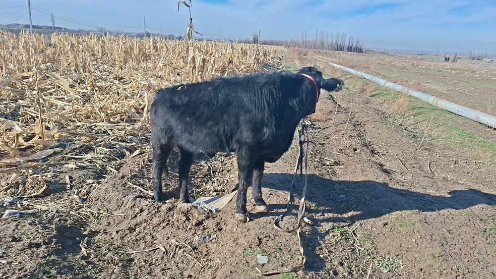 Ангус бузо сотилади