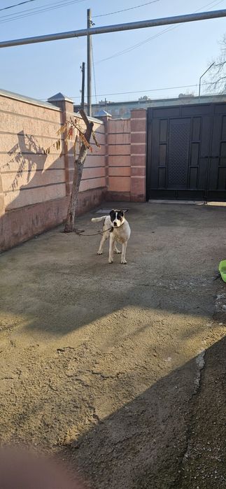 Күшік сатылады Алабай