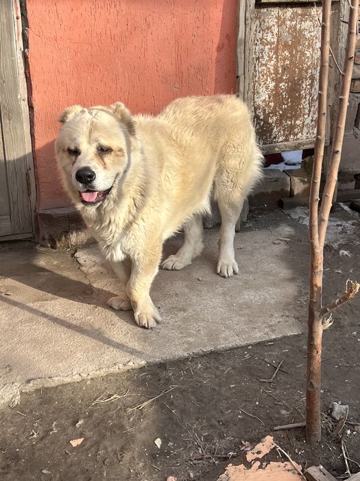 Алабай, 1,5 года, кобель