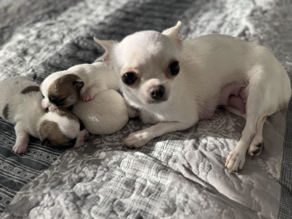 Продавам кученца чихуахуа