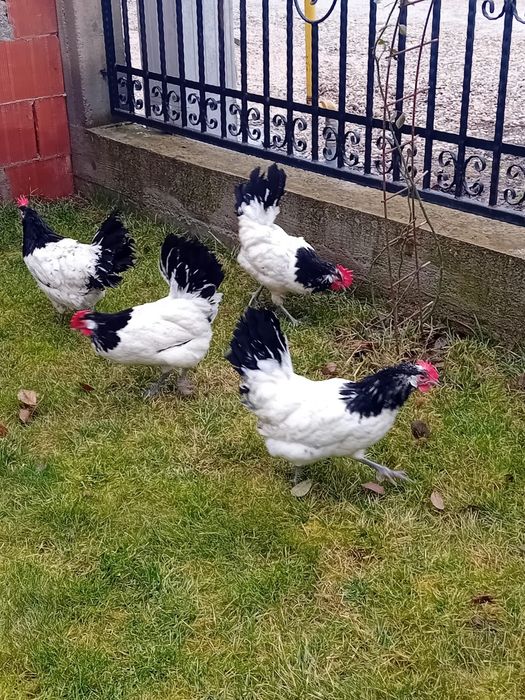 Vând ouă din rasa Lakenverden