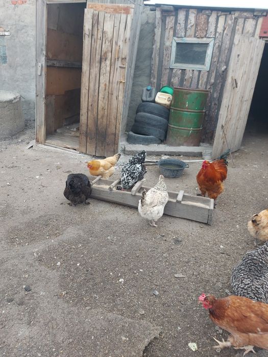 Яйцо инкубационное