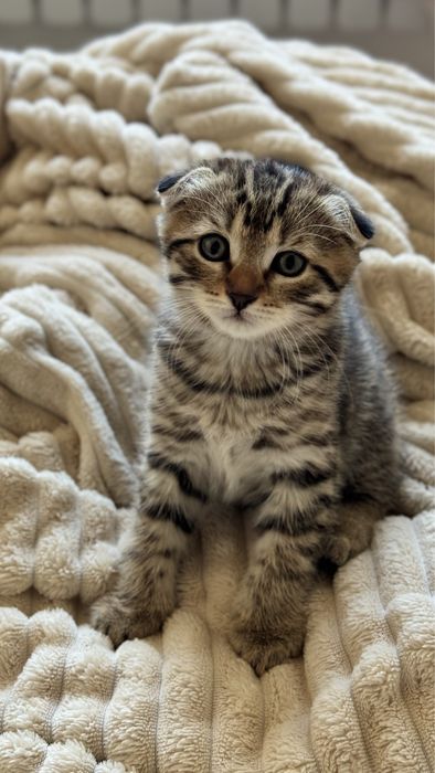 Вислоухий шотландец котенок мальчик