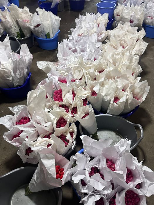 Тюльпан оптом и розницу. есть в наличии