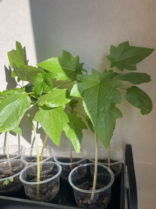 Рассада Клещевина