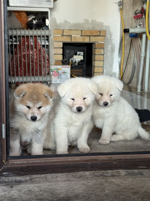Акита Ину щенки